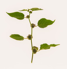 leaves, plants, and grasses on the white background