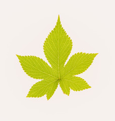 leaves, plants, and grasses on the white background