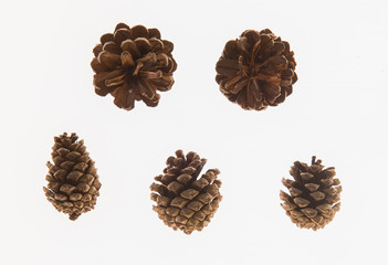 leaves, plants, and grasses on the white background