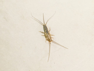 Insect feeding on paper - silverfish. Pest books and newspapers. Lepismatidae, Thermobia domestica.