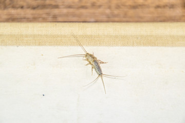 Insect feeding on paper - silverfish. Pest books and newspapers. Lepismatidae, Thermobia domestica.