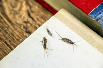 Insect feeding on paper - silverfish. Pest books and newspapers. Lepismatidae, Thermobia domestica.