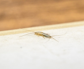 Insect feeding on paper - silverfish. Pest books and newspapers. Lepismatidae, Thermobia domestica.