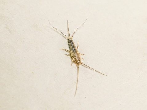 Insect feeding on paper - silverfish. Pest books and newspapers. Lepismatidae, Thermobia domestica.