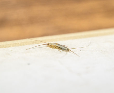Insect feeding on paper - silverfish. Pest books and newspapers. Lepismatidae, Thermobia domestica.