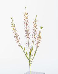 leaves, plants, and grasses on the white background