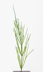 leaves, plants, and grasses on the white background