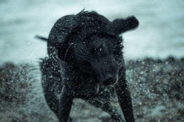 Dog shaking off ocean water by the beach