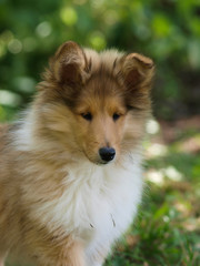 Cute Puppy