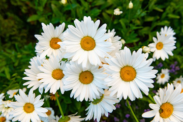 Daisies