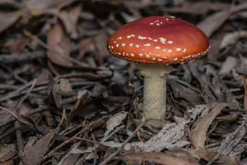 wild mushroom amanita muscaria