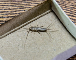 Insect feeding on paper - silverfish. Pest books and newspapers. silverfish in a matchbox.