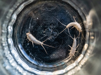 Insect feeding on paper - silverfish. Pest books and newspapers. Silverfish in glass beaker