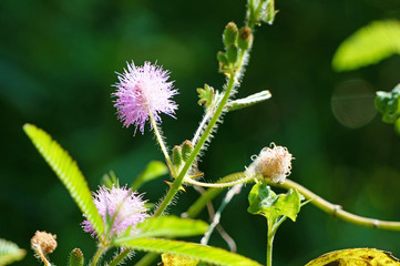 Pink mimosa pudica flowers in early sunshine