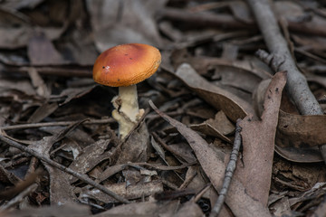 wild mushroom