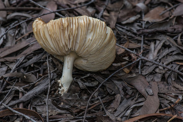 wild mushroom