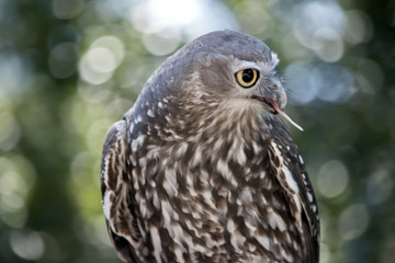 barking owl