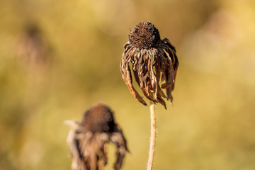 Dry grass grows in the garden