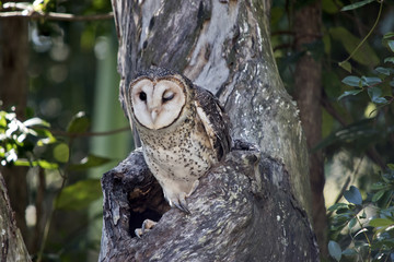 masked owl