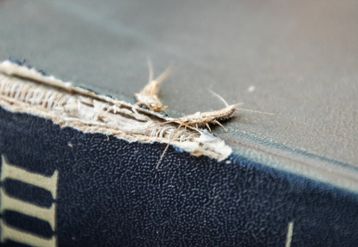 lepisma on the tattered cover of an old book. Insect feeding on paper - silverfish, lepisma. Pest books and newspapers.