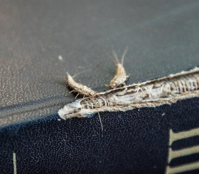 lepisma on the tattered cover of an old book. Insect feeding on paper - silverfish, lepisma. Pest books and newspapers.