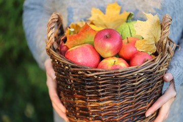 Autumn harvest .Autumn abundance. basket with apples, pumpkins and autumn leaves in female hands.