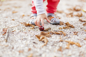 Kastanien sammeln. Collecting chestnut.