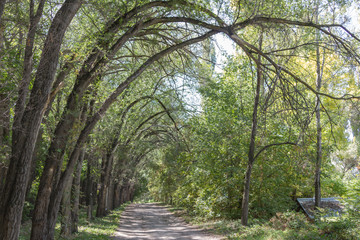 Curved trees along a dirt road