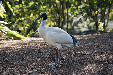 white ibis