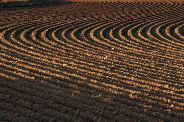 Plowed fields patterns