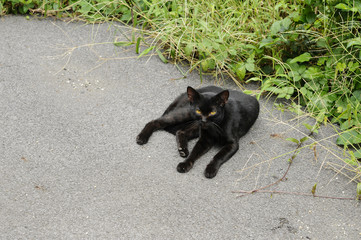 寝そべる黒猫