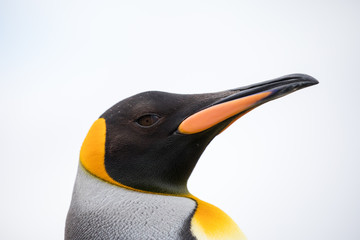 penguin in the arctic