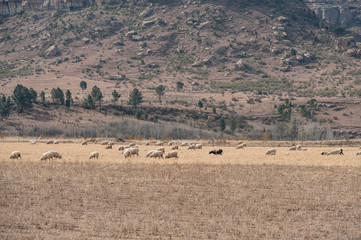 Fototapeta na wymiar sheep farm