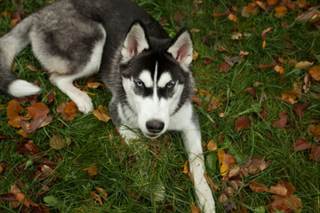 Dog husky lying on the grass outdoors on background with copy space