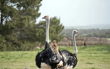 Photo sur Plexiglas Autruche ostrich two