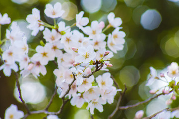 春 新生活 桜 さくら 縁起 始まり イメージ