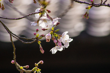 春 新生活 桜 さくら 縁起 始まり イメージ