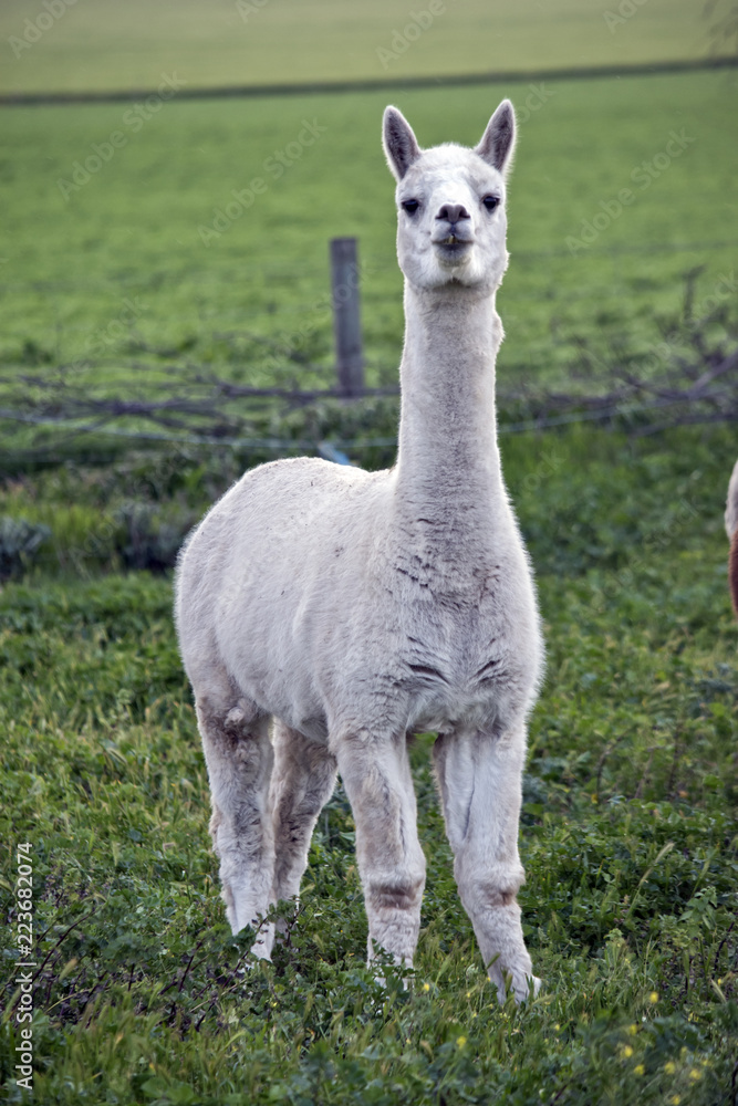 Wall mural alpaca