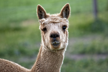 alpaca