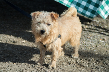 Tiny fluffy dog blown by wind, puppy