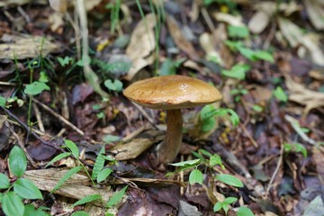 真っ赤なキノコを取る人