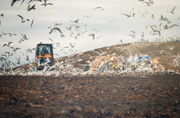 lot of many sea gulls  in city garbage dump search and catching food after special tractor workingp