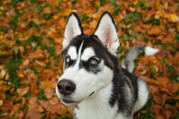 Black and white dog husky walking outdoor in the autumn park