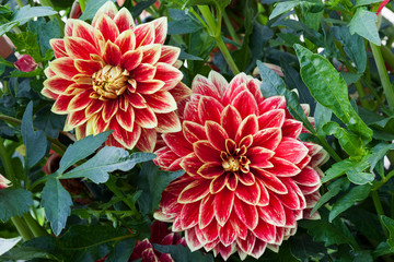 Lush red and yellow Dahlia flowers on a green leaves background