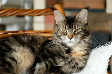 Cat Maine Coon color black tiger wild with green eyes lies in a wicker basket on a burlap cloth