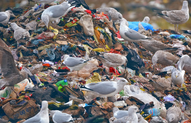 lot of many sea gulls in city garbage dump finding and catch  used food