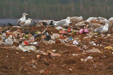 lot of many sea gulls and jackdaw  in city garbage dump search and catching food
