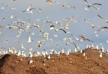 many flying and seating gulls in sky and on earth
