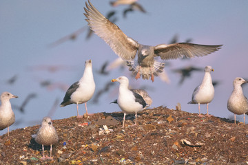 lot of many sea gulls in city garbage dump