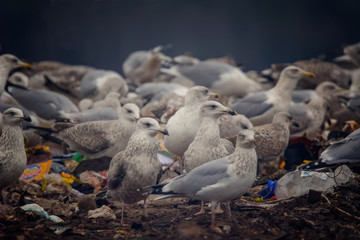 lot of many  staying gulls  on  brown earth with sky in background